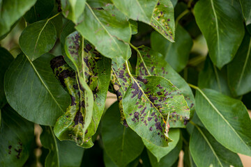 Black spot of pear. Fungal disease of pear trees caused by Venturia pyrina. Pear leaf spot. Pear blister mite.