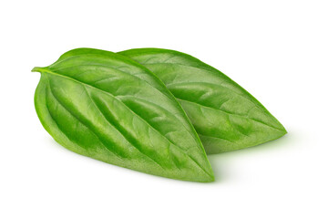 Basil leaves on isolated white background.