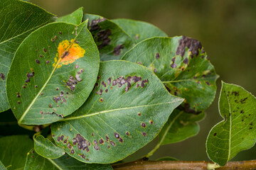 Pear rust and pear black spot. Fungal disease of pear trees.
Pear is affected by the fungal disease...