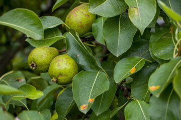 Pear is affected by the fungal disease Gymnosporangium sabinae.
Pear rust disease, Gymnosporangium Sabinae.