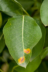 Pear is affected by the fungal disease Gymnosporangium sabinae.
Pear rust disease, Gymnosporangium Sabinae.
