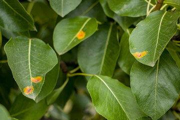 Pear is affected by the fungal disease Gymnosporangium sabinae.
Pear rust disease, Gymnosporangium...