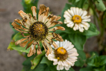 Dry and wilted zinnia plant with dried flower and multilayered petals. Garden zinnia, the seeds of which ripened in autumn. Stages of zinnia growth. Collecting zinnia seeds.