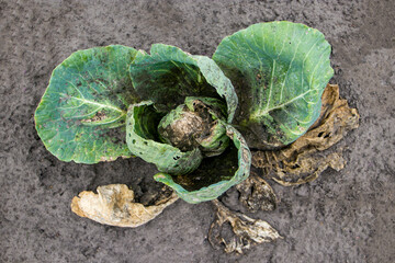 Cabbage damaged by fungal diseases of vegetables. Cabbage plant disease. Cabbage infected with bacterial spot. Sclerotinia sclerotiorum causes cabbage head rot.