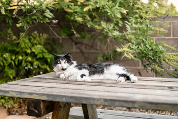 Cute White and Black Ditzy Cat on Handmade Picnic Table
