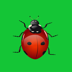  ladybug