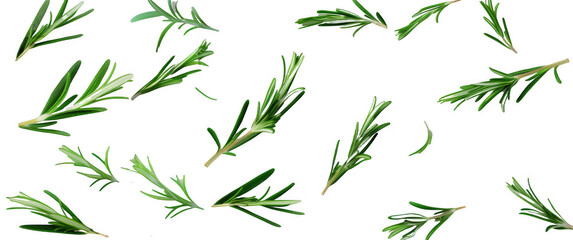 Fototapeta premium Scattered Rosemary Leaves
