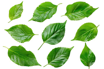 Naklejka premium Bright Green Leaves