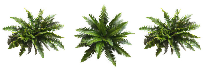 Naklejka premium Top-Down View of Palm Ferns