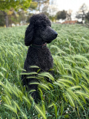 Danger of Dry Foxtails for Your Dog concept. A dog inside of a dry green spike  feld