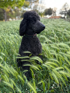 Danger of Dry Foxtails for Your Dog concept. A dog inside of a dry green spike  feld