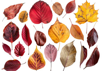 Autumn Leaves Collection