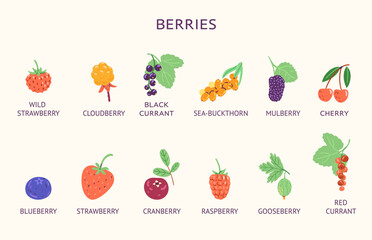 Berries with titles vector illustrations collection isolated. 