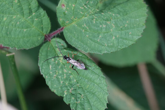 An ichneumon wasp resting on a leaf