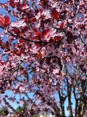 cherry blossom
