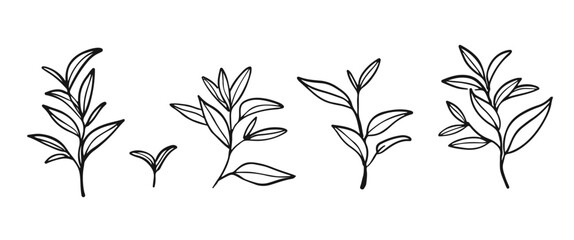 Green tea Green tea leaves set. set. Hand drawn illustration. Outline brunches. Floral vector graphic. © Diana