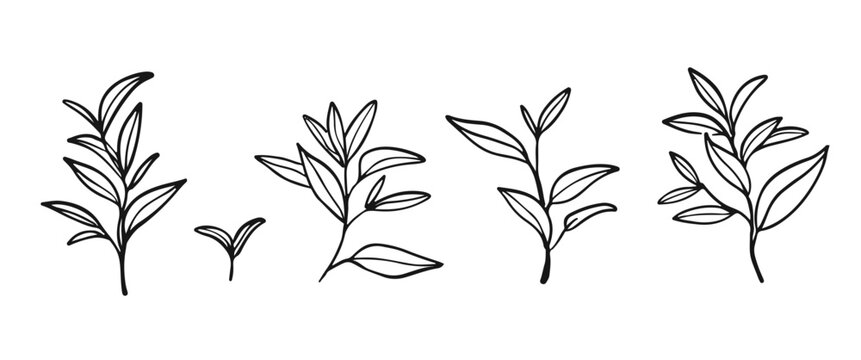 Green tea Green tea leaves set. set. Hand drawn illustration. Outline brunches. Floral vector graphic.