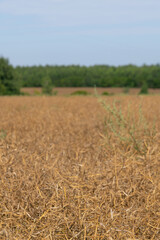 Close-up view of Rapeseed (Brassica napus, also known as oilseed rape) agricultural field with long dried brown ripe pods in sunny summer day. Clear blue sky. Soft focus. Copy space. Oil plants theme.
