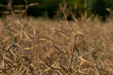 Close-up view of Rapeseed (Brassica napus, also known as oilseed rape) or mustard agricultural field with long dried brown ripe pods in a sunny summer day. Soft focus. Copy space. Oil plants theme.