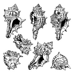 Set of sea shells sketch hand drawn. Murex Trapa is a gastropod. Shell of a marine seashell. Snail clam. Souvenir from a summer holiday on the beach. Vector graphics illustration.