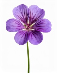 Obraz premium Geranium cinereum 'Ballerina' flower cut out and isolated on a white background