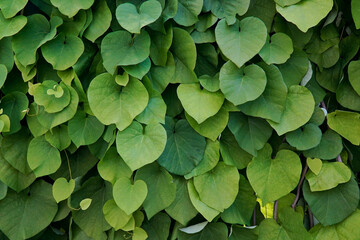 Background of large green leaves