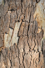 Eucalyptus tree bark texture, Bark of eucalyptus tree, seamless texture, a eucalyptus tree bark texture background image