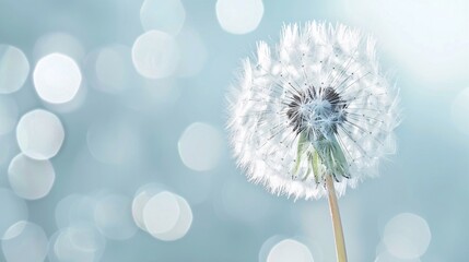 Close-Up of a Dandelion Seed Head Against a Soft, Light Blue Background. Delicate and Dreamy Scene Symbolizing Wishes, Growth, and New Beginnings