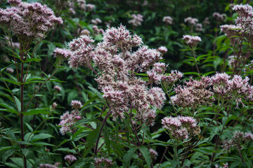 Eupatorium cannabinum (hemp agrimony) growing in the wild.