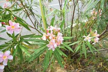 Nerium oleander in bloom, Pink siplicity bunch of flowers and green leaves on branches, Nerium...