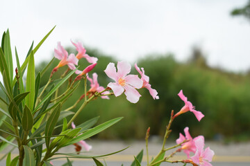 Nerium oleander in bloom, Pink siplicity bunch of flowers and green leaves on branches, Nerium...