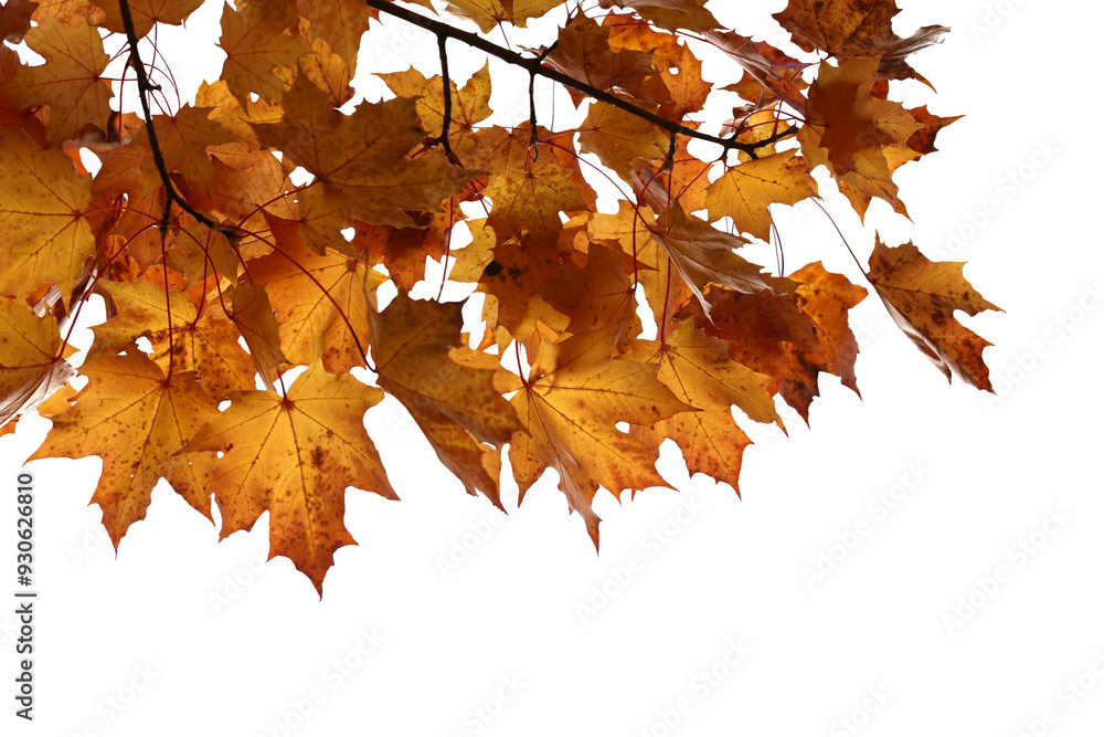 Wall mural isolated foliage. maple tree with leaves. fall leaf branch
