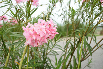 Nerium oleander in bloom, Pink siplicity bunch of flowers and green leaves on branches, Nerium...