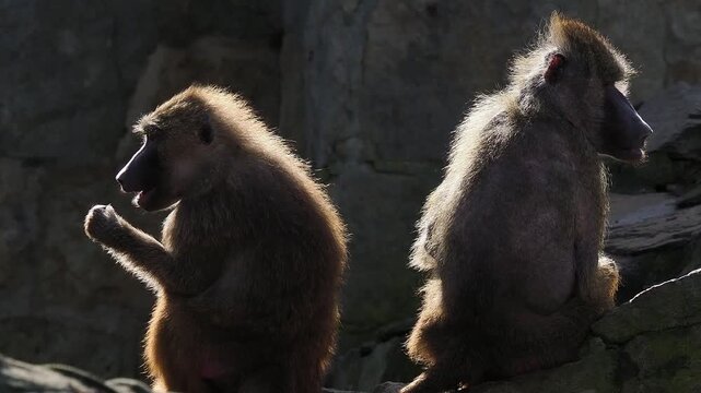 yellow baboon eats food in backlight