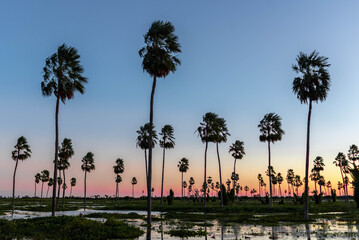 Atardecer increíble en el Bañado La Estrella, Formosa, Argentina. Su flora y su fauna en estado...