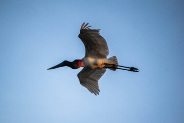 Atardecer increíble en el Bañado La Estrella, Formosa, Argentina. Su flora y su fauna en estado salvaje, donde el jabirú, la cigüeña más grande de sudamérica, se destaca junto al palmar que predomina.