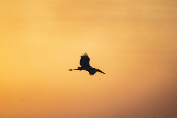 Atardecer increíble en el Bañado La Estrella, Formosa, Argentina. Su flora y su fauna en estado...