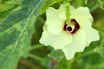 Close up of okra flower. Yellow okra flower. Okra flower with blurred background. Okra. Lady finger flower with selective focus on subject. Yellow flowers. Vegetable flowers, lady finger plant bloom