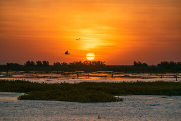Atardecer increíble en el Bañado La Estrella, Formosa, Argentina. Su flora y su fauna en estado...