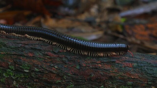 Millipede crawling on tree bark in forest setting with fallen leaves in background.