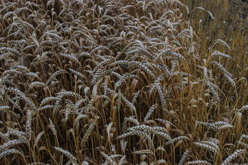 Wheat field swaying gently in the wind at dawn, showcasing the golden grains ready for harvest