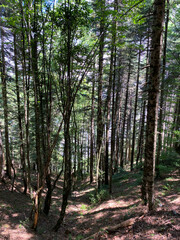 Fototapeta premium A view from the Valla Canyon hike, one of the highest canyons in the world, located in Kastamonu, Turkey 