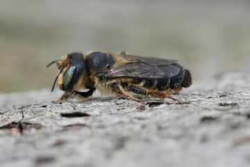 Closeup on a brown colored European horned woodborer, Lithurgus cornutus, sitting on wood in the...
