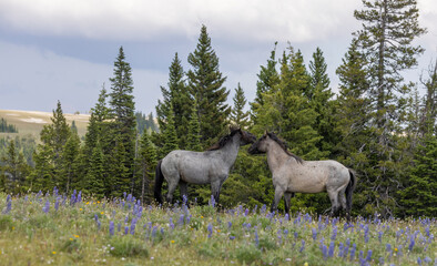Wild Horse Stallions Fighting in Summer in the Pryor Mountains Montana