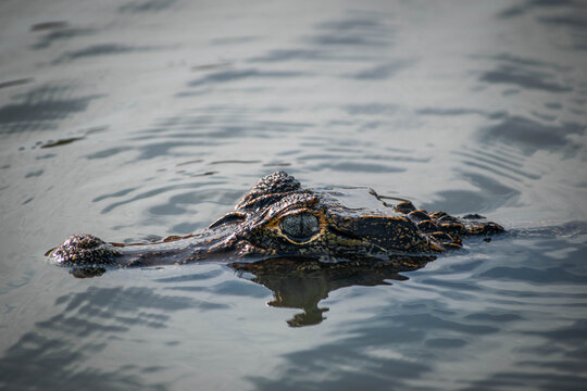 Maravillosa fauna de los Esteros del Iber&aacute; en la provincia de Corrientes, Argentina, entre los que se destacan el yacar&eacute;, el ciervo y el carpincho. Fauna aut&oacute;ctona en estado salvaje. 