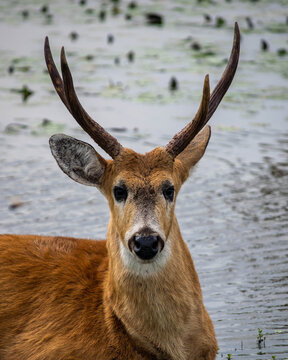 Maravillosa fauna de los Esteros del Iber&aacute; en la provincia de Corrientes, Argentina, entre los que se destacan el yacar&eacute;, el ciervo y el carpincho. Fauna aut&oacute;ctona en estado salvaje. 