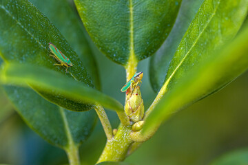 a green and red rhododendron leafhopper thrones on a rhododendron bud and looks upwards