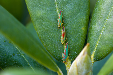 three green red rhododendron leafhoppers in a row on a green leaf seen from top with a rhododendron bud