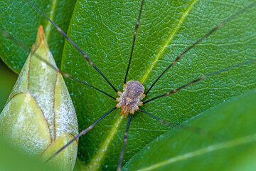 a spider of the species harvestman with long black legs lurks on a green rhododendron leaf for prey