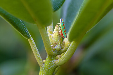 a green-red rhododendron leafhopper ovipositing on a rhododendron bud 